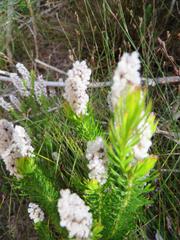 Spatalla mollis
