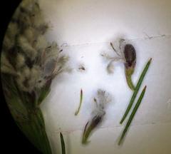 Spatalla mollis