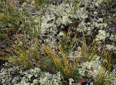 Carex nardina