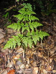 Pteris chilensis