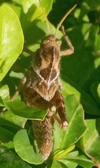 Acrididae