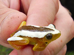 Afrixalus fornasini