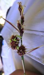 Hypodiscus alboaristatus