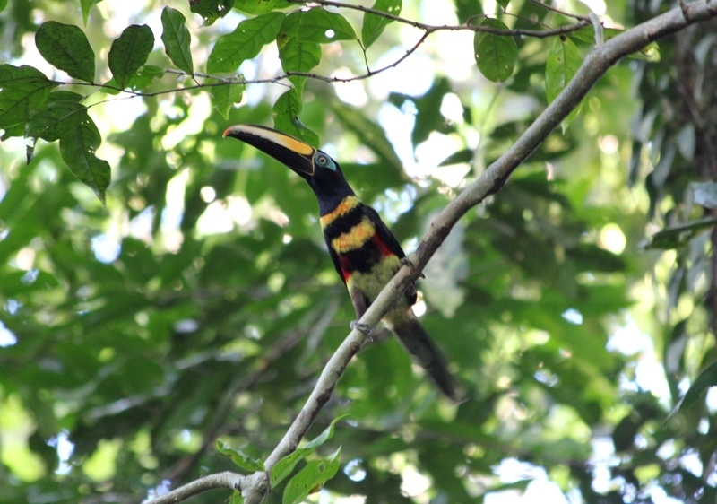 Many-banded Araçari