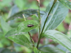 Calligrapha bidenticola