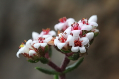 Crassula pruinosa