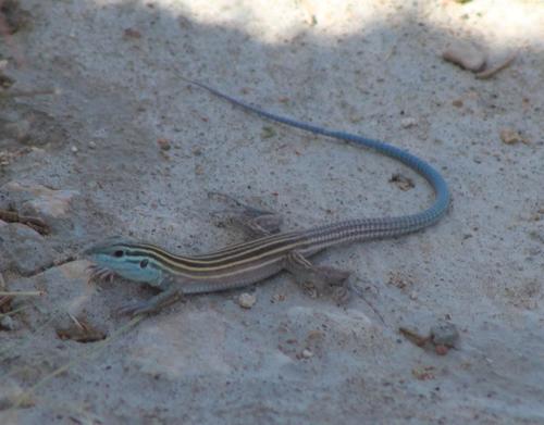 Little Striped Whiptail