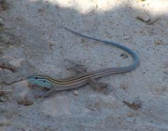Little Striped Whiptail photo 3