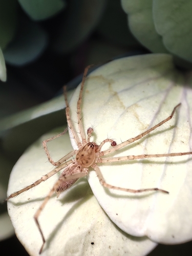 Anyphaena numida
