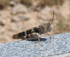 Leprus