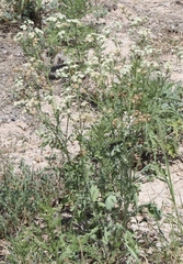 Parthenium confertum
