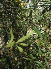Samadera bidwillii