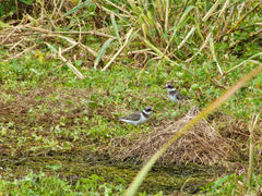 Charadrius hiaticula tundrae
