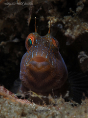 Parablennius marmoreus