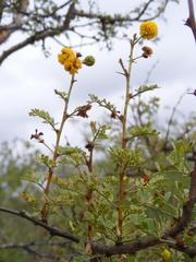 Vachellia exuvialis
