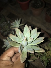 Graptopetalum
