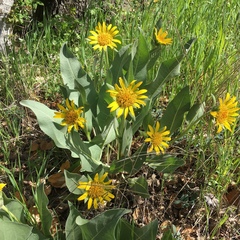 Wyethia helenioides