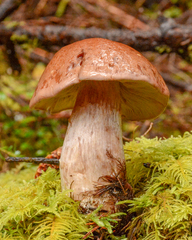 Cortinarius rubicundulus