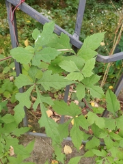 Ampelopsis aconitifolia
