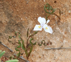 Moraea serpentina