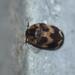 Black Carpet Beetles - Photo (c) Herman Berteler, some rights reserved (CC BY-NC), uploaded by Herman Berteler