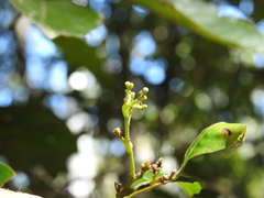 Cryptocarya glaucescens