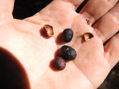 Cryptocarya glaucescens