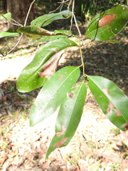 Cryptocarya glaucescens