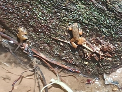 Mannophryne trinitatis