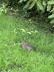 Sylvilagus floridanus