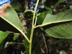 Cryptocarya glaucescens