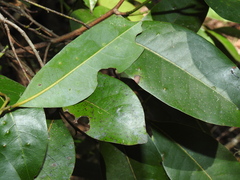 Cryptocarya glaucescens