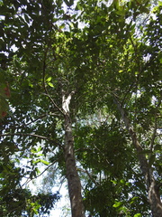 Cryptocarya glaucescens