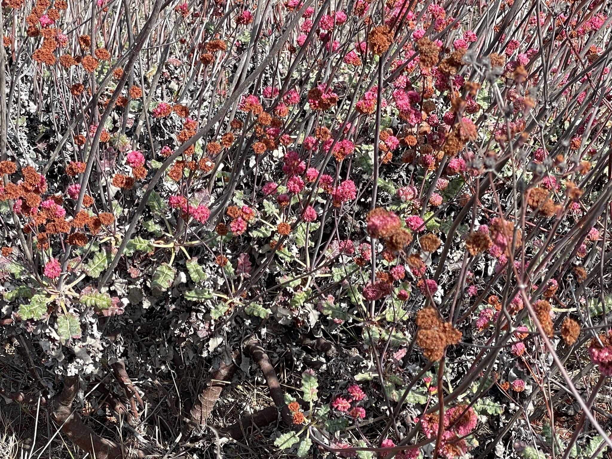 Red Buckwheat