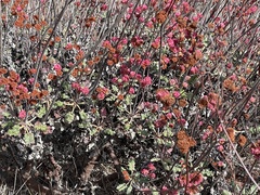 Eriogonum grande rubescens