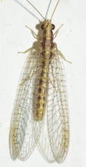 Pseudomallada genei