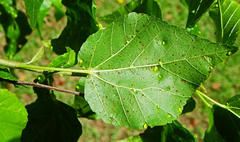 Dombeya cymosa