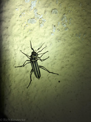 Epicauta atrivittata