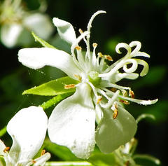 Dombeya cymosa