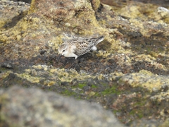 Calidris ruficollis