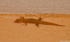 Sphaerodactylus elegans