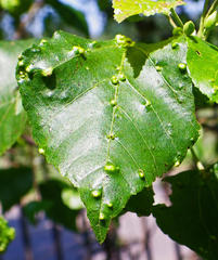 Dombeya cymosa