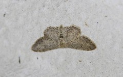 Idaea incisaria
