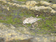 Calidris ruficollis