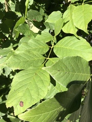 Styracaceae