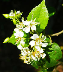 Dombeya cymosa