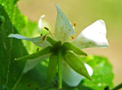 Dombeya cymosa