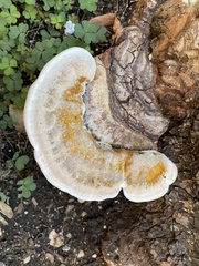 Trametes