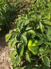 Capsicum annuum annuum