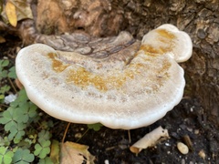 Trametes